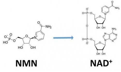 從生物學(xué)角度看NMN:為何能延緩衰老和提高免疫力？