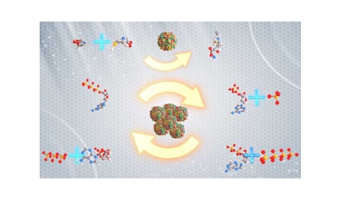 什么是“酶法合成偶聯(lián)ATP再生技術(shù)”？