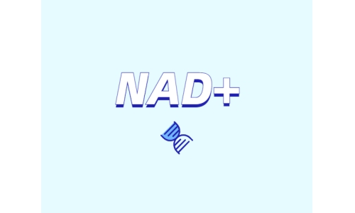 NAD+ 對身體有什么作用？如何獲取 NAD+？